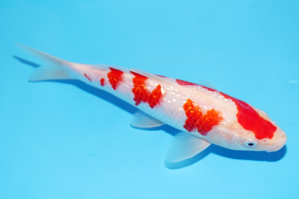 22cm 大石产 当才 公母不明 C800 P11-a.JPG