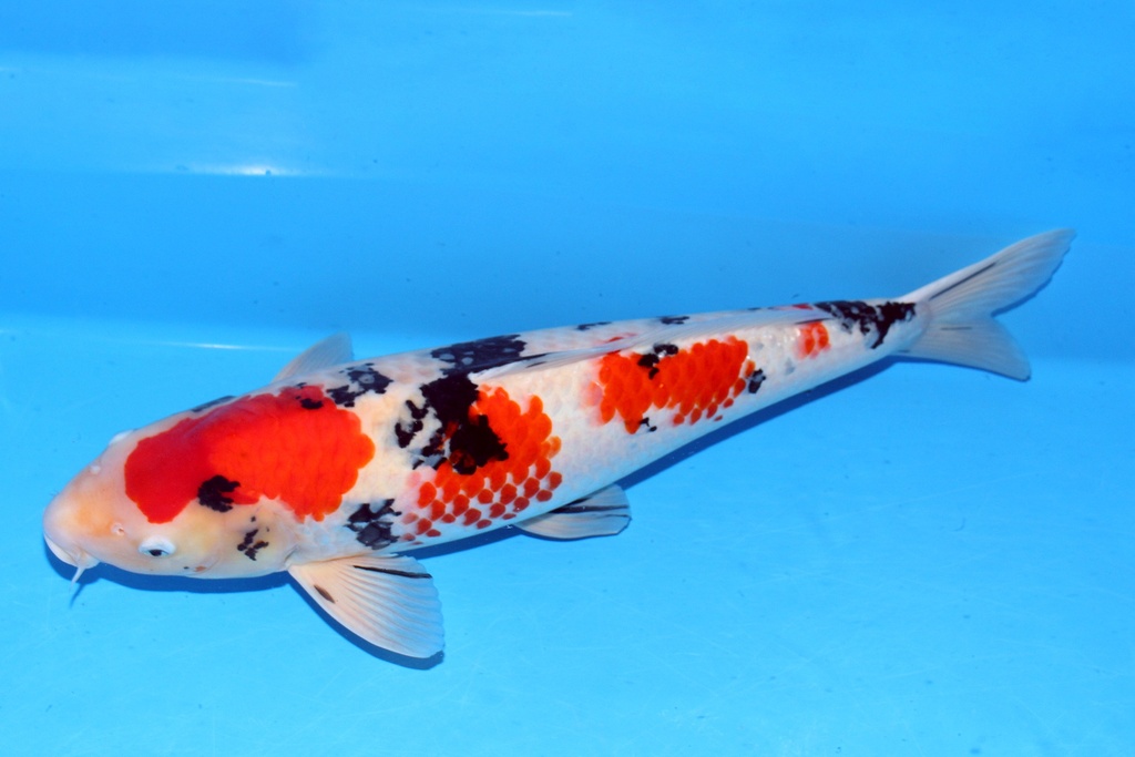 阪井产 65cm 三才 C1500 花园池 偏腹-b.JPG