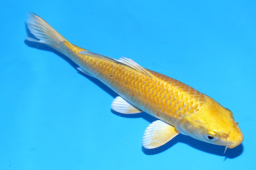 348099 21cm 尾形 当才 公母不明 (1).JPG