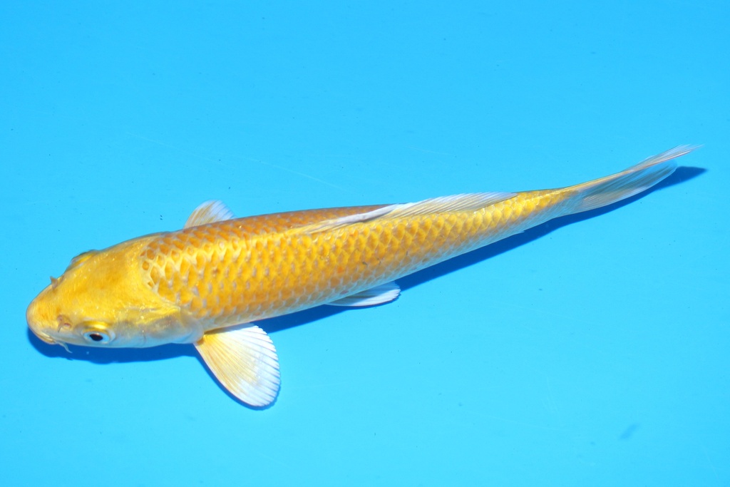 348099 21cm 尾形 当才 公母不明 .JPG