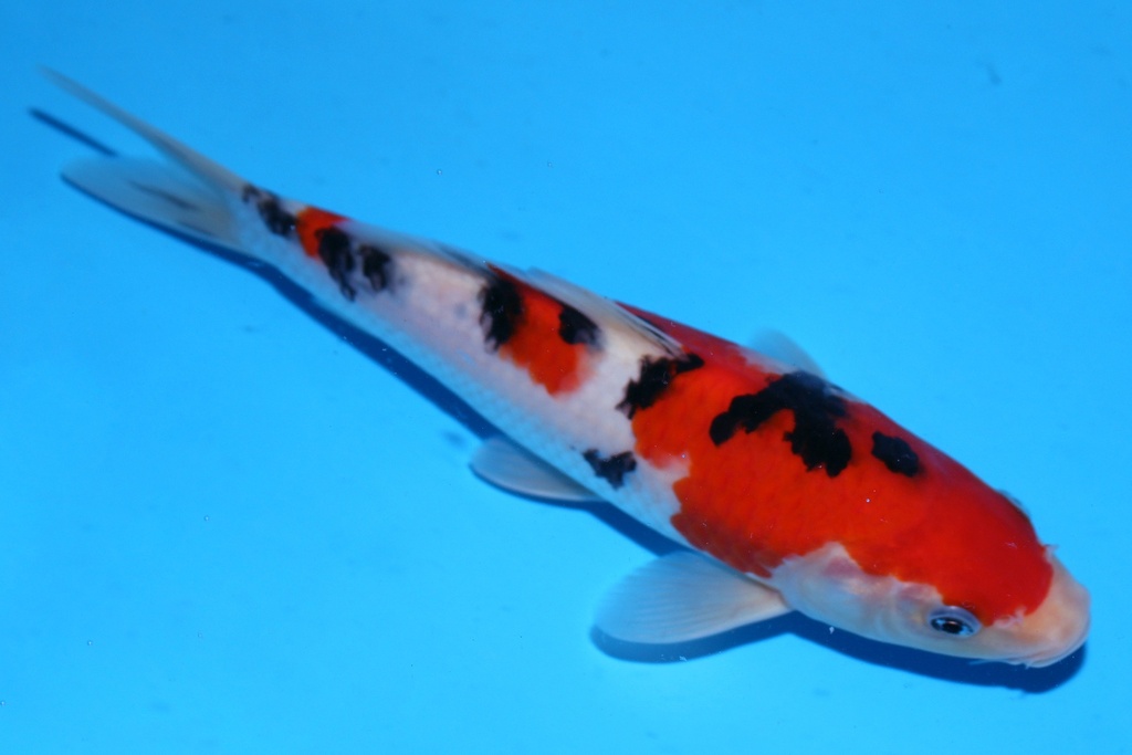 348097 23cm 清十郎产 当才 雄性 (1).JPG