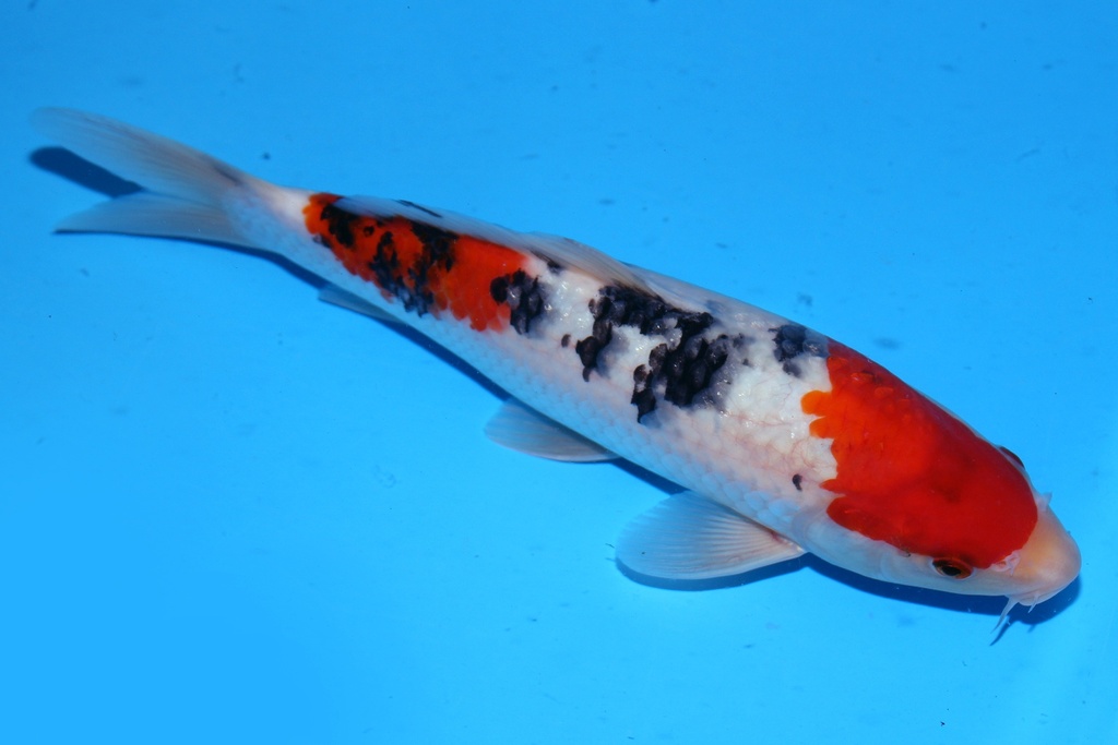 348094 25cm 清十郎产 当才 雄性 .JPG