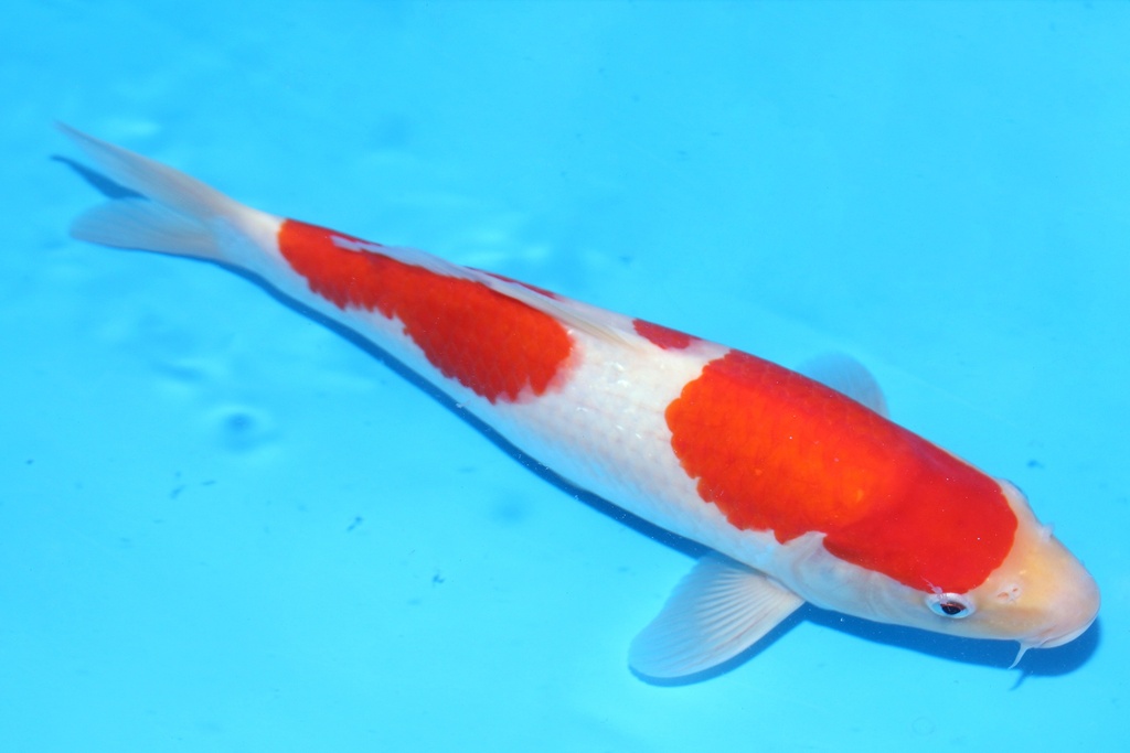 348089 31cm 清十郎产 当才 雄性 (1).JPG