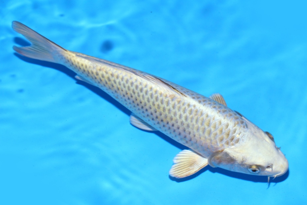 348088 35cm 尾形产 当才 雌性 .JPG