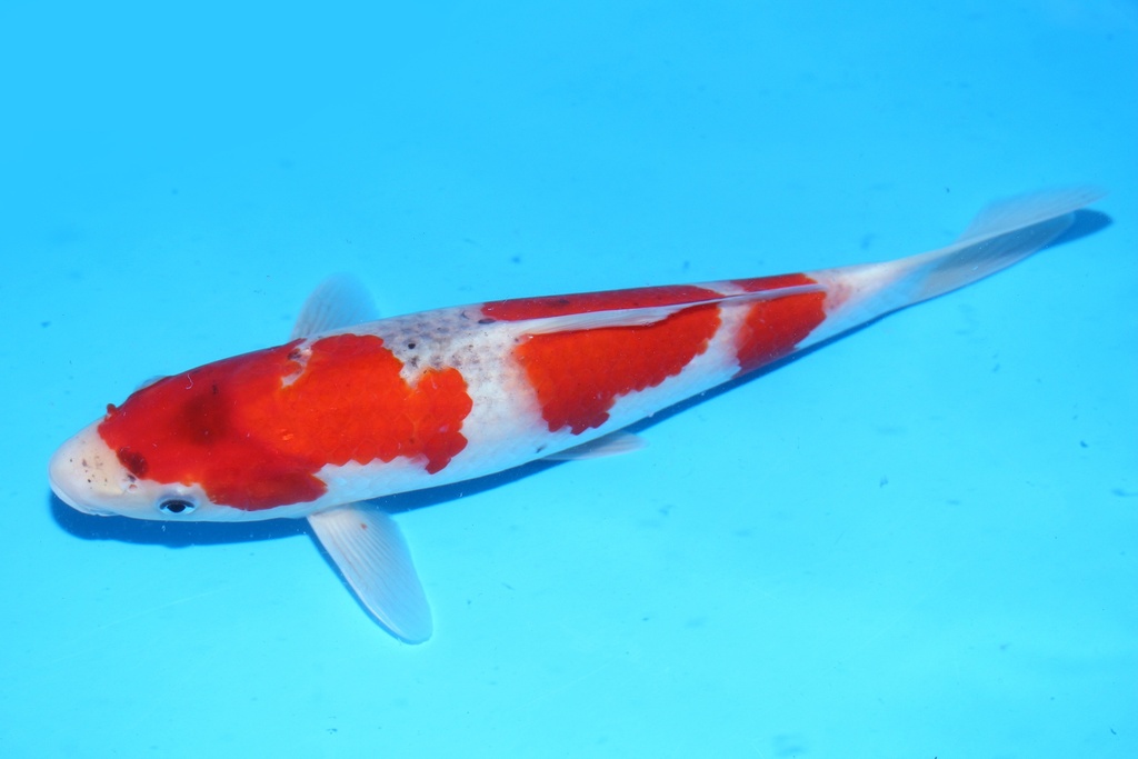 348081 30cm 尾形 当才 雌性 .JPG