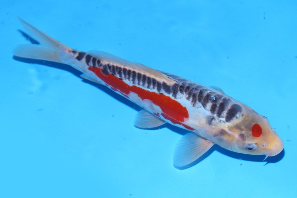 348082 27cm 尾形产 当才 公母不明 .JPG