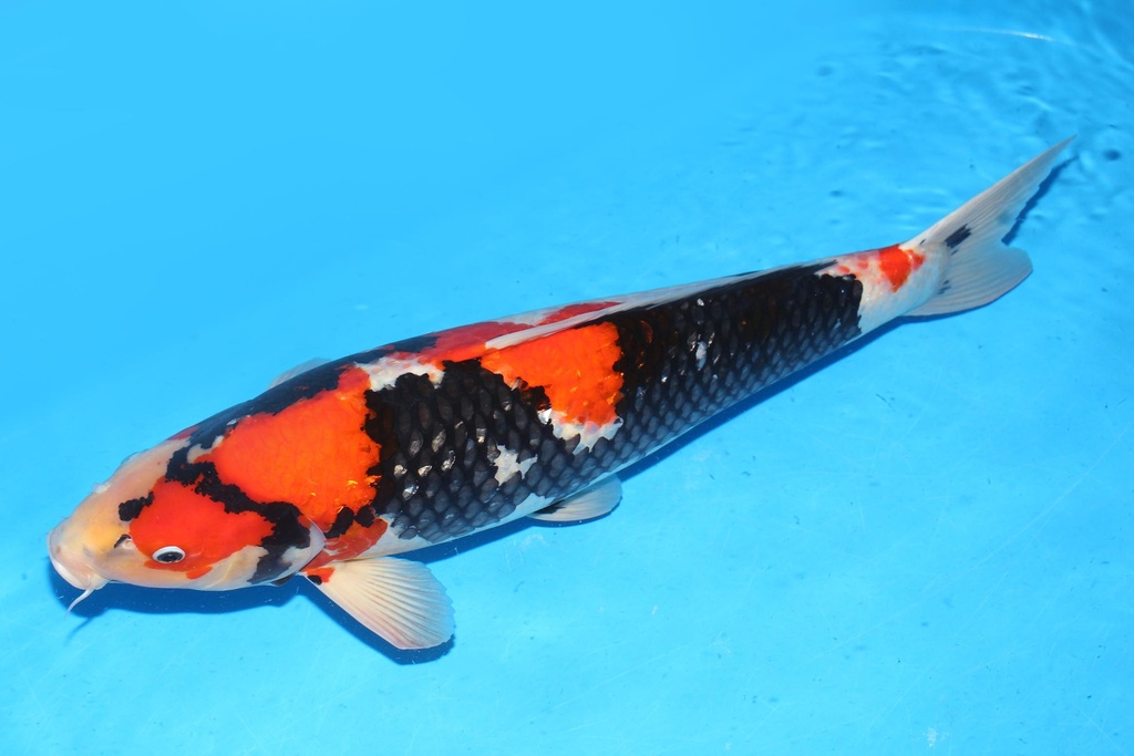 349002 70cm 银鳞昭和 雌性 B10 (3).JPG