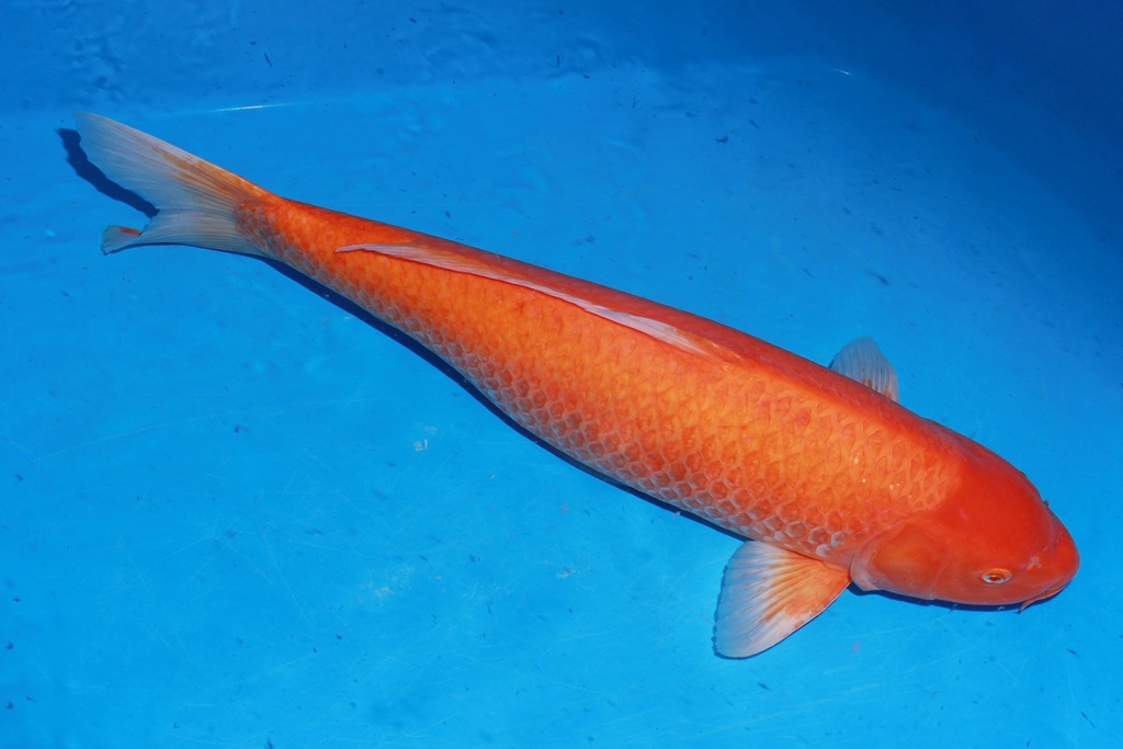 349005 81cm 大日产 黄猿 雌性 C4 (2).JPG