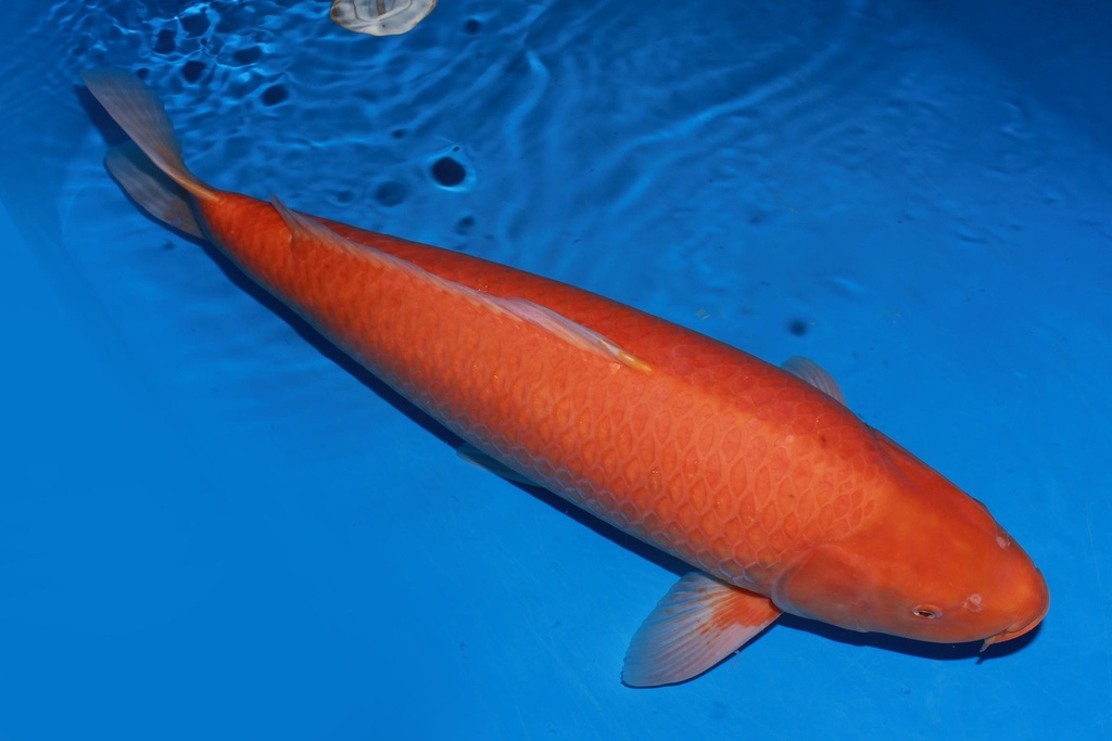 349007 82cm 大日产 黄猿 雌性 C4 (2).JPG