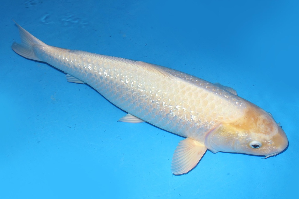 349024 72cm 菅野产 银鳞白金 雌性 花园池 (2).JPG