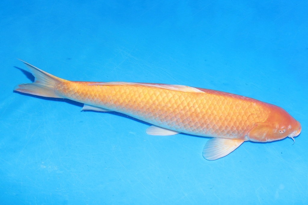 349033 61cm 小西产 介子 雌性 M11 (2).JPG