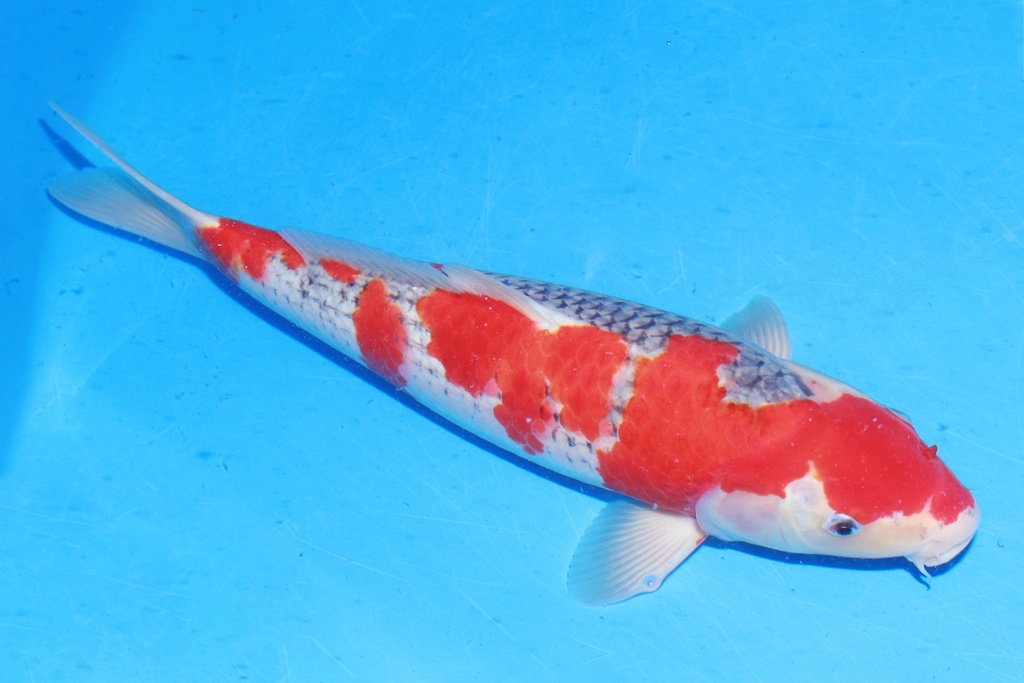 349055 44cm 川上产 五色 雌性 C2 (2).JPG