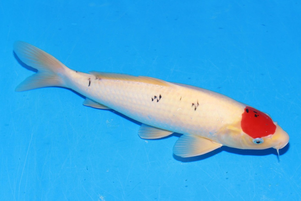 349073 42cm 阪井产 丹顶三色 雄性 E4 (2).JPG