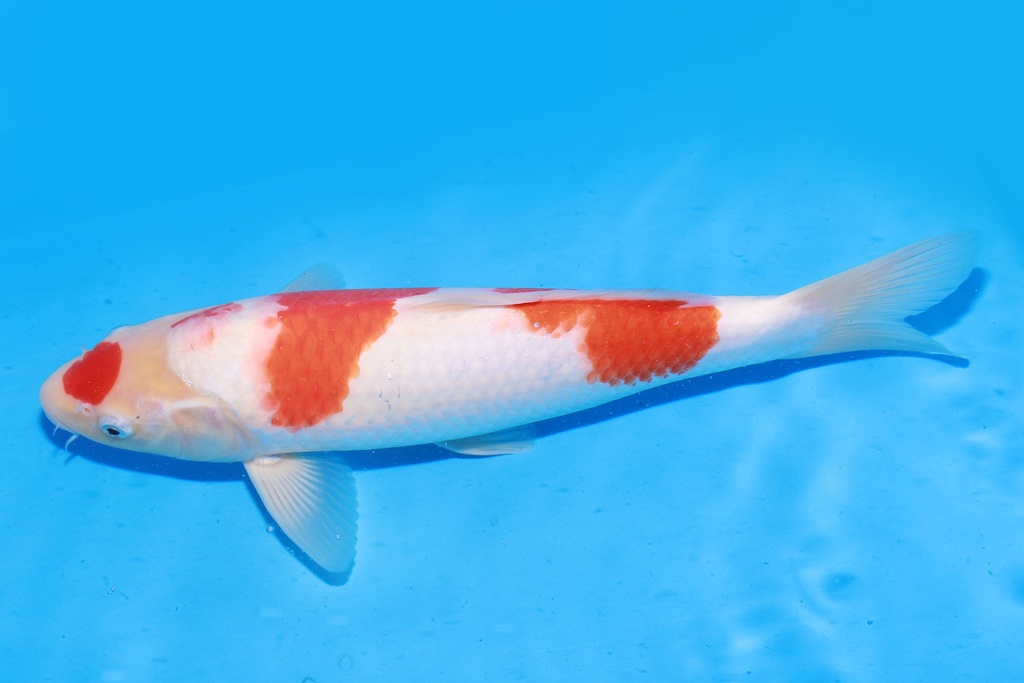 349078 35cm 桃太郎产 红白 雄性 M4 (3).JPG