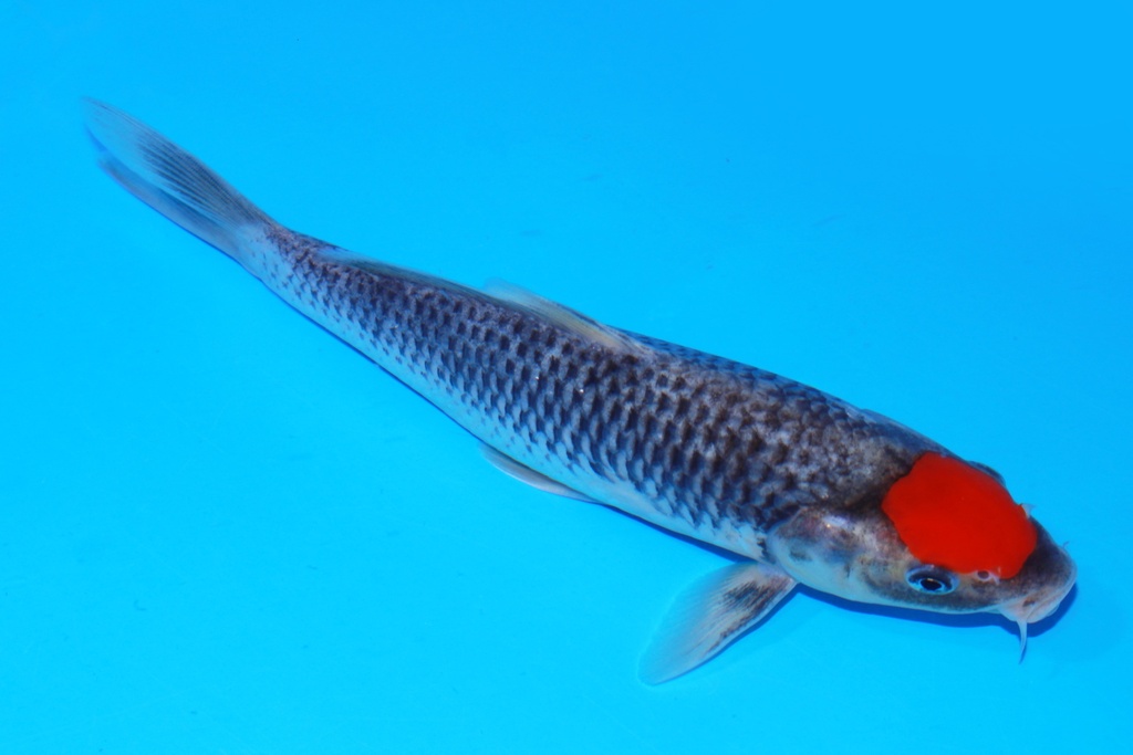 349083 26cm 菅野产 丹顶五色 当才 公母不明 S2上 C135 (2).JPG