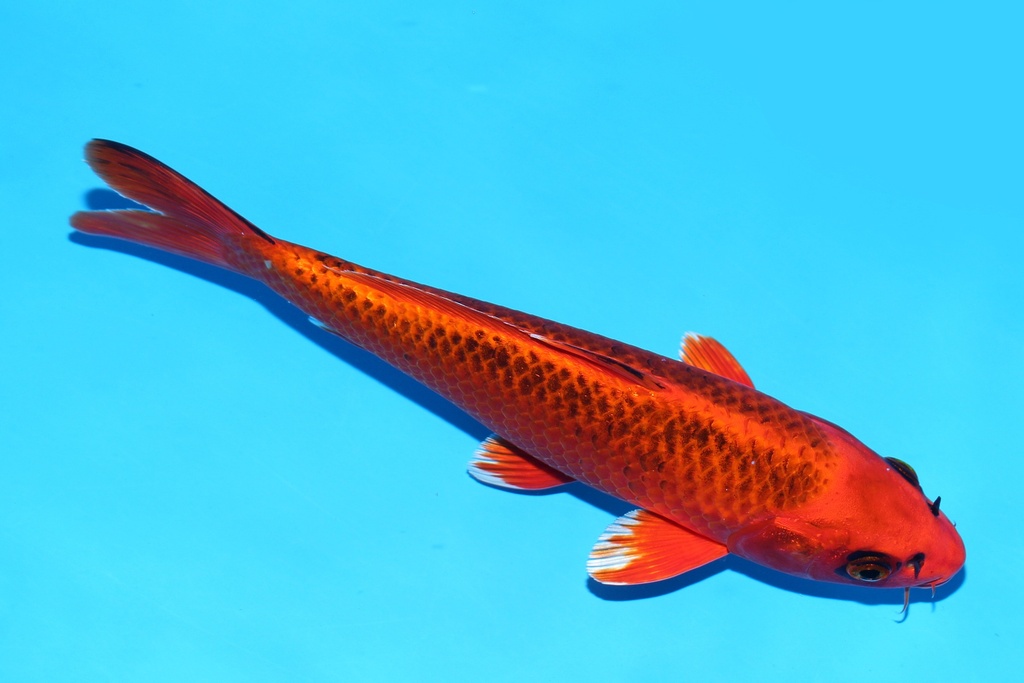 349086 25cm   尾形产 金松叶 当才 公母不明 S15上 (2).JPG