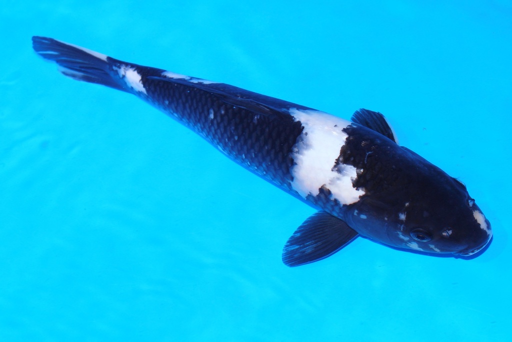 349096 37cm 尾形产 白泻 当才 雄性 S4下 (2).JPG