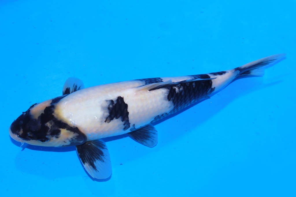 349097 36cm 尾形产 白泻 当才 雄性 S4下 体型不顺 (3).JPG