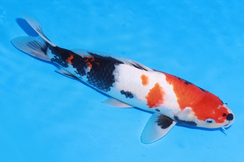 349098 35cm 伊佐产 昭和 雄性 M4 (2).JPG