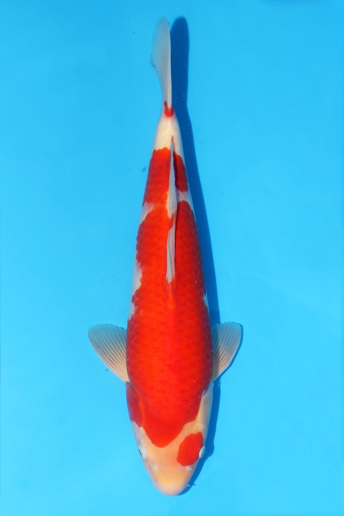 大日产 红白 当才 43cm 雌性 341072