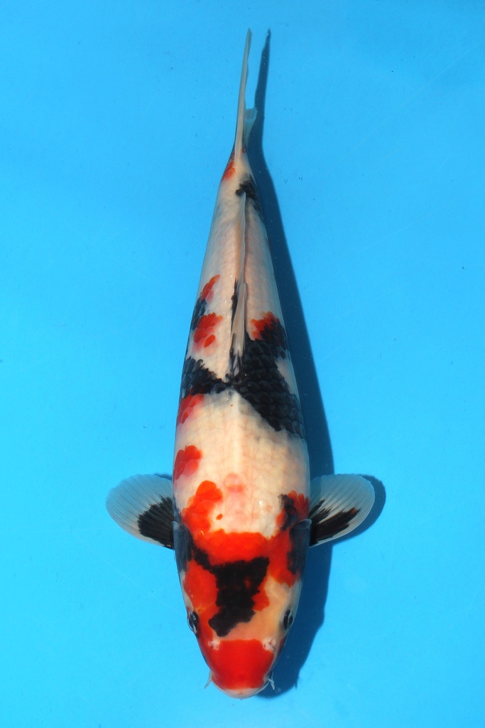 大日产 昭和 当才 36cm 雌性 341079