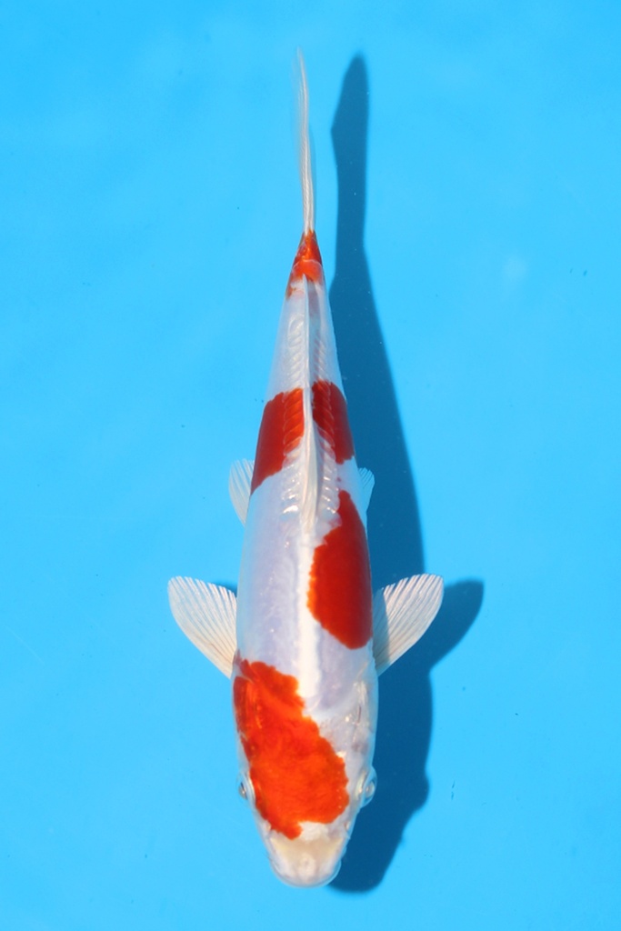 菅野产 菊水 当才 19cm 公母不明 341085