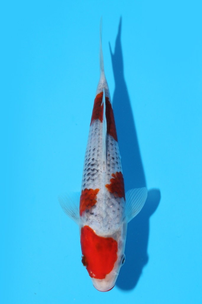 菅野产 五色 当才 18cm 公母不明 341098