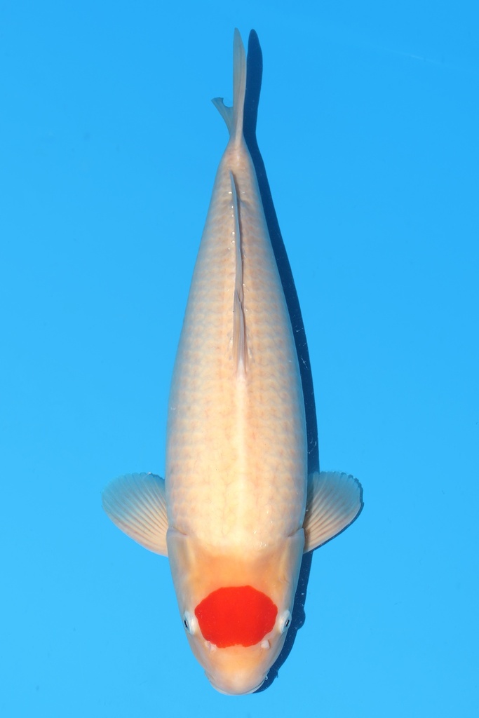 丸重产 丹顶 二才 57cm 雌性 342014