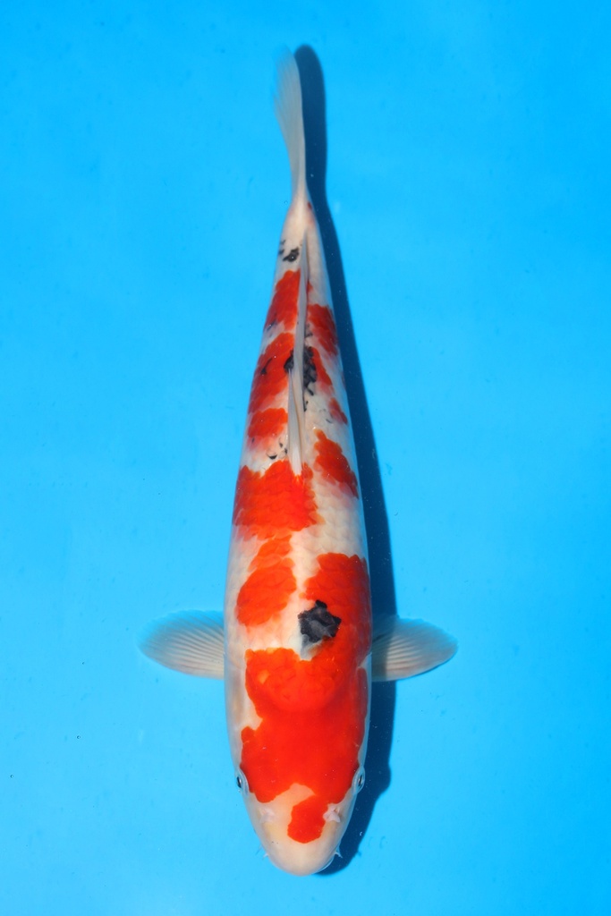 桃太郎产 大正 大当才 38cm 雌性 342054