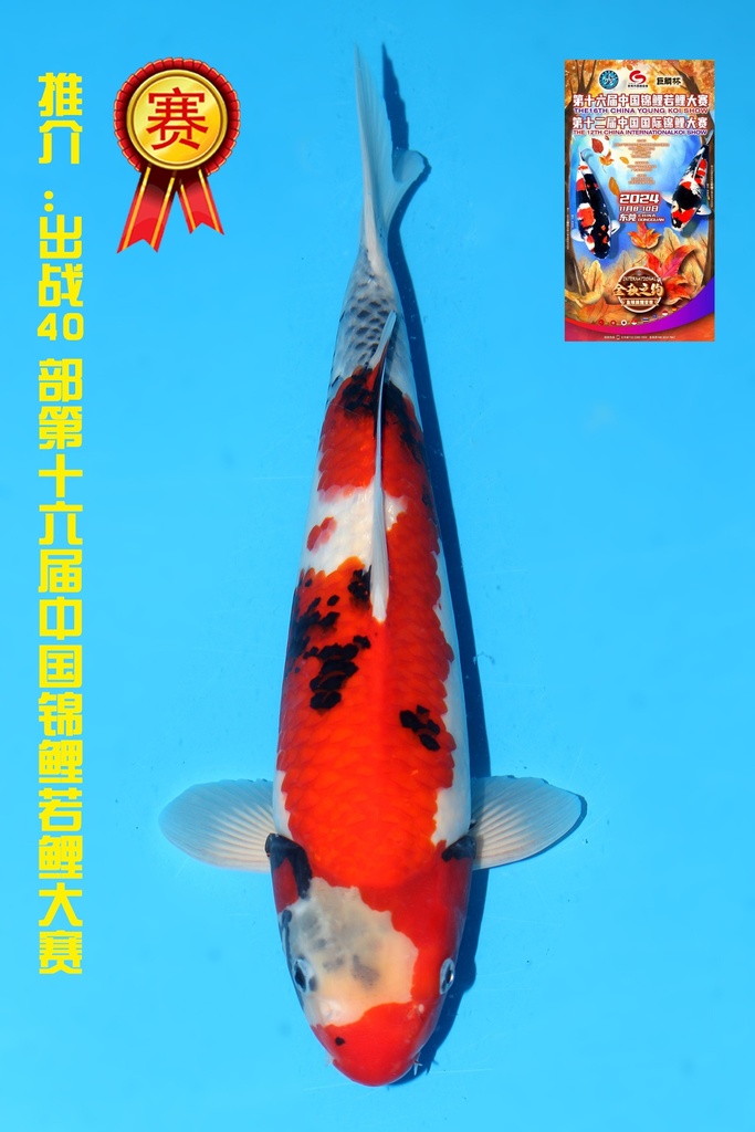 大日产 昭和 大当才 40cm 雌性 342051