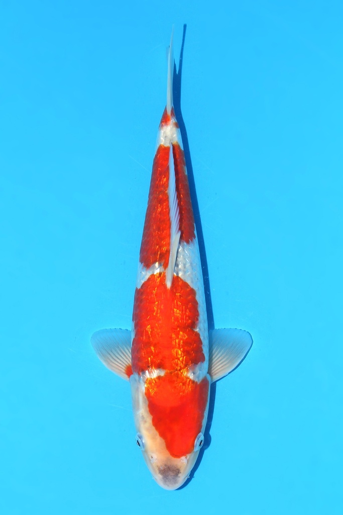 川上产 银鳞五色 大当才 34cm 雄性 342070