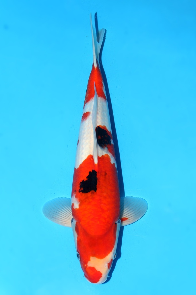 大日产 昭和 大当才 44cm 雄性 342089