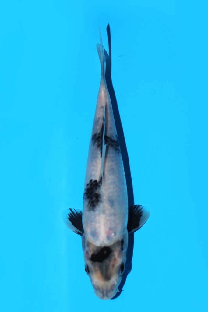 清十郎产 白写 当才 20cm 公母不明 342097