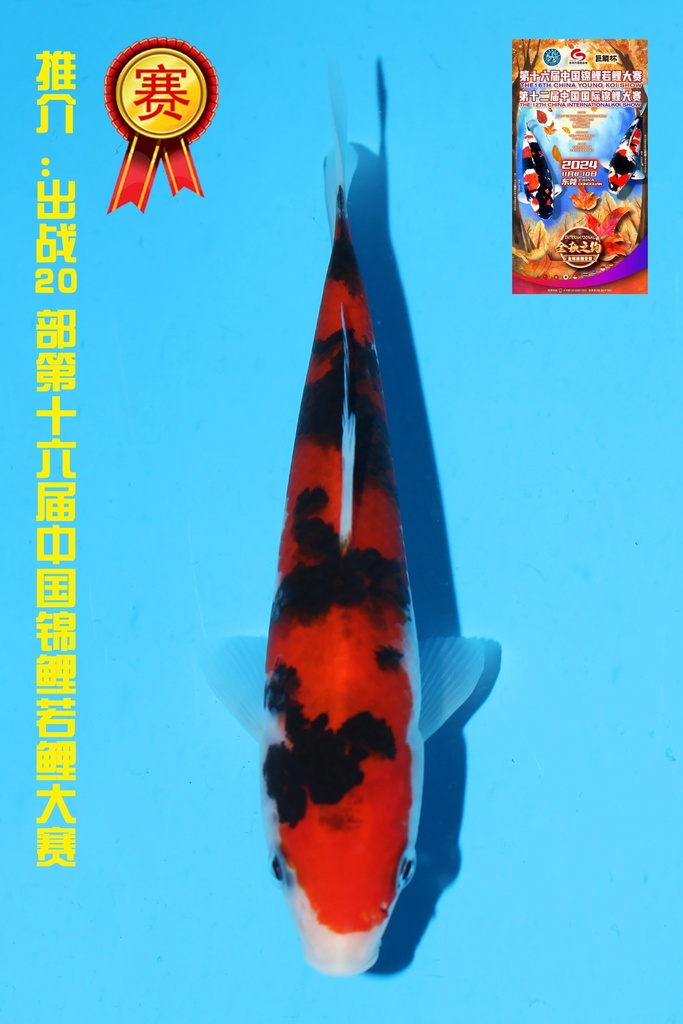 清十郎产 大正 当才 17cm 公母不明 342075