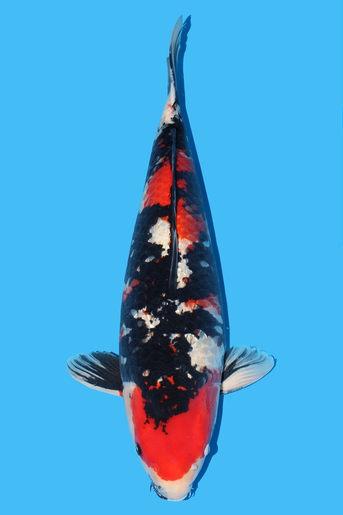 尾形产 昭和 明四才 74cm 雌性 343018