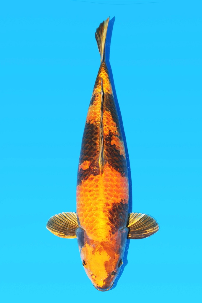 诚太郎产 金黄写 三才 65cm 雌性 343023