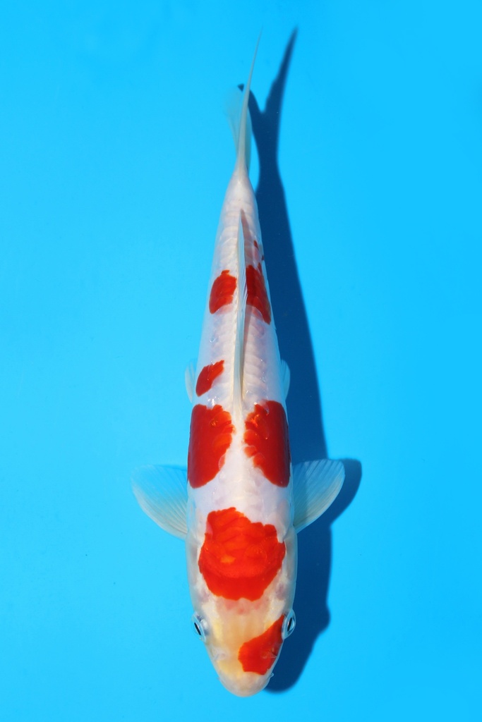 菅野产 菊水 当才 22cm 公母不明 343075