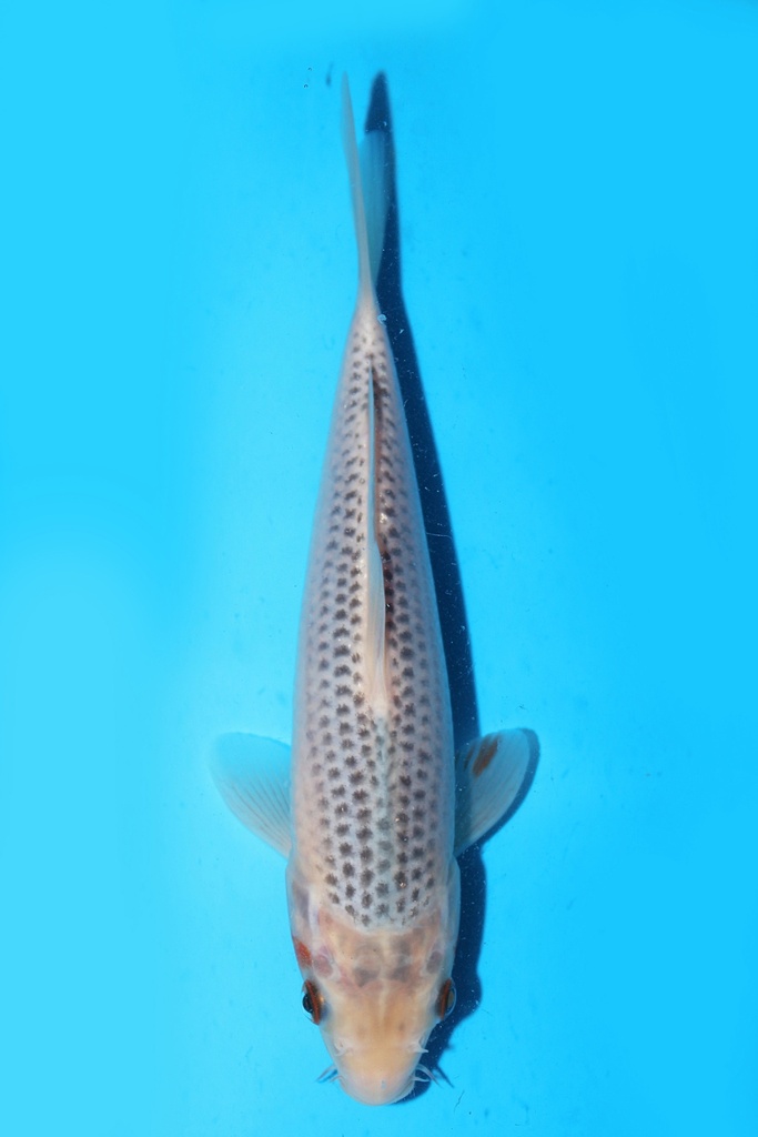 大家产 浅黄 当才 22cm 公母不明 343099