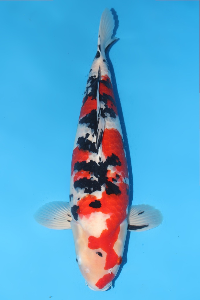 大川产 大正 三才  66cm 雌性 344008