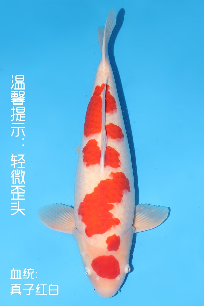 桃太郎产 红白 四才  66cm 雌性 344019