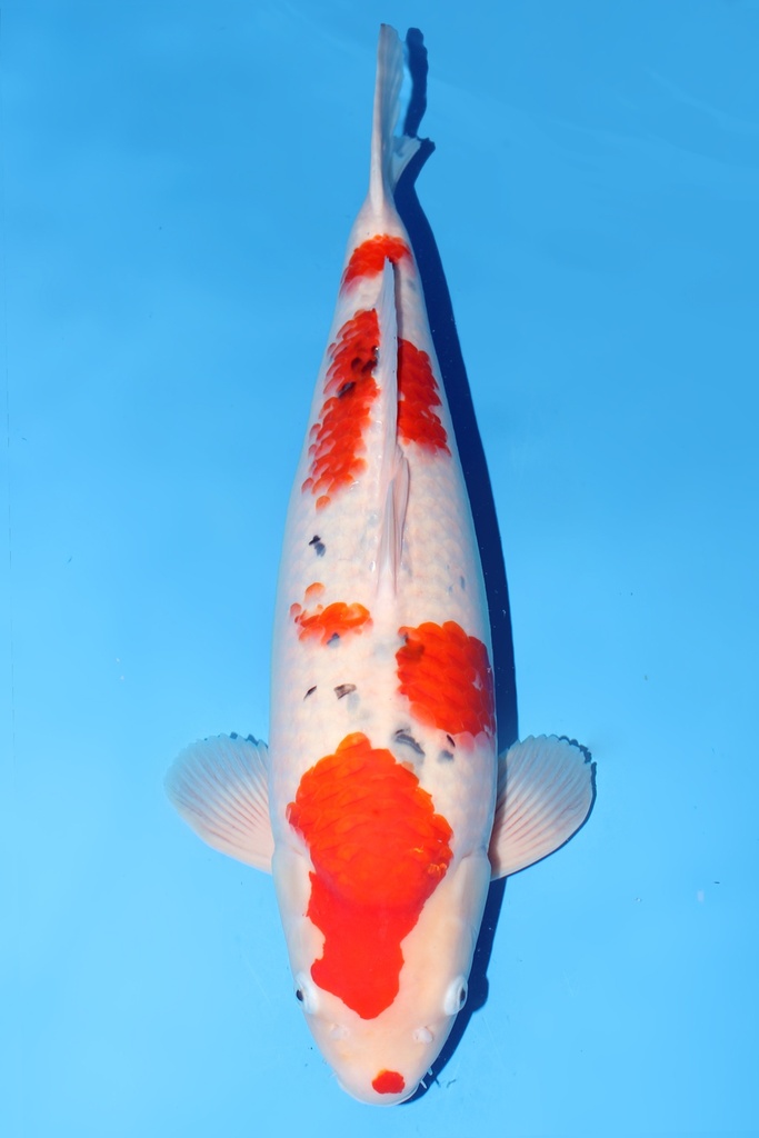 阪井产 大正 三才  59cm 雌性 344020