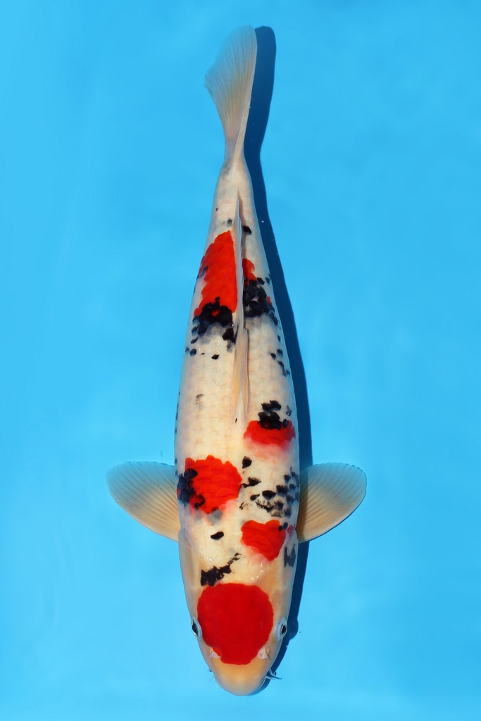 尾形产 大正 二才  44cm 雄性 344052