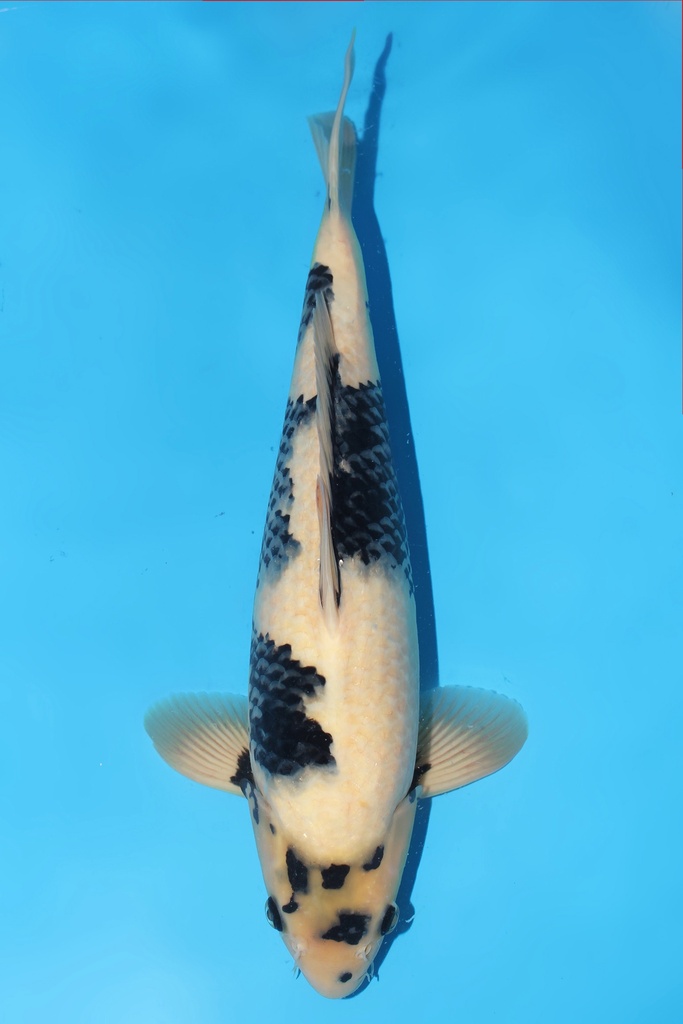 尾形产 白写 二才 42cm 雌性 344039