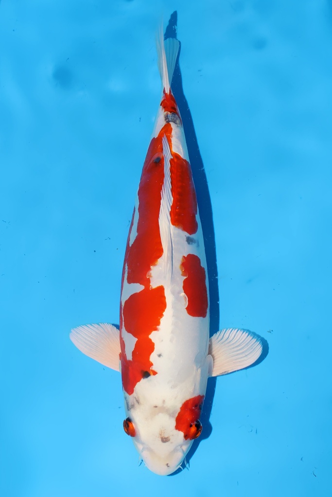 坂诘产 大和锦 三才 40cm 雌性 344055