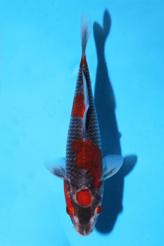 菅野产 五色 当才 21cm 公母不明 344079