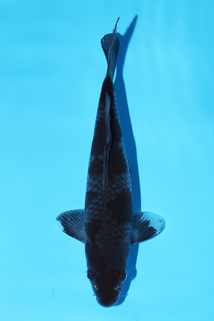 菅野产 落叶 当才 22cm 公母不明 344082