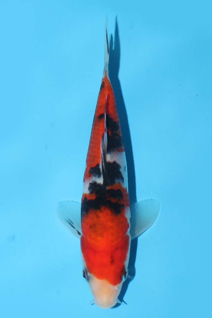 阪井产 大正 当才 14cm 公母不明 344099