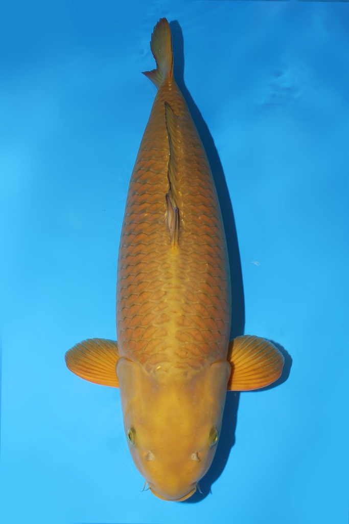 诚太郎 茶鲤 三才 雌性 67cm 345032