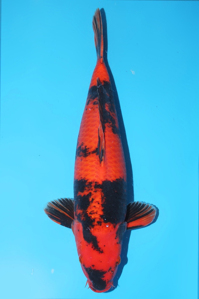 篠田产 绯写 三才 雌性 49cm 345064