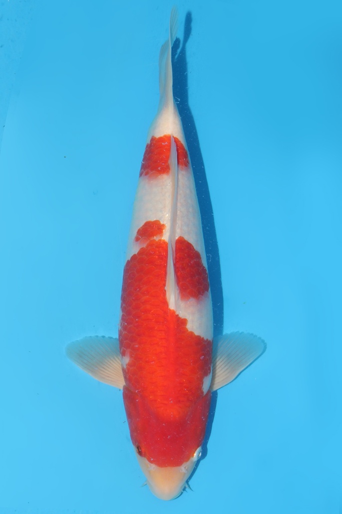 桃太郎产 红白 二才 雌性 43cm 345065